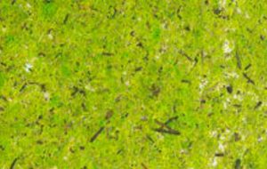Moss Bright Green