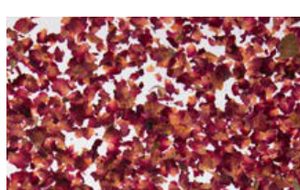 Rose Petals